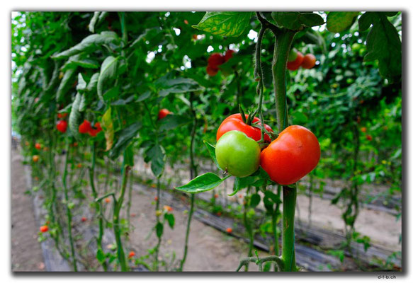 TR0232.Tomatenplantage