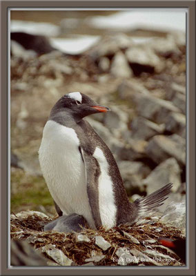 120.Eselspinguin mit Nachwuchs,South Georgia