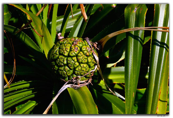 HK0095.Lamma Island.Frucht