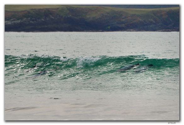 NZ0934.Curio Bay. Porpoise Bay.Hector's Dolphins in the wave