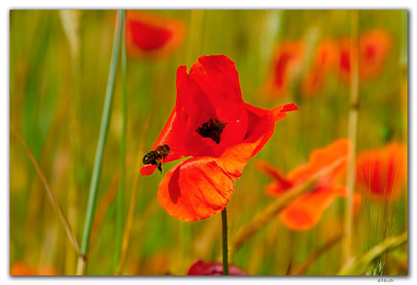 ES0163.Poppy