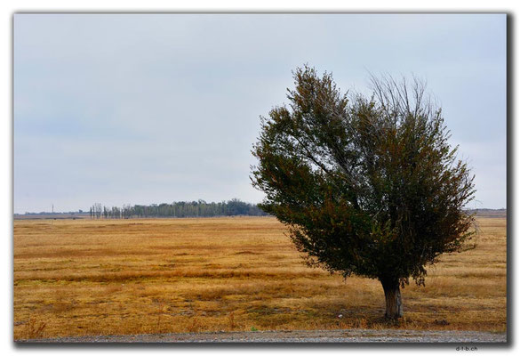 KZ0080.Windschiefer Baum