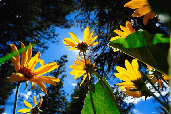 CA0232 Osoyoos Sonnenblume