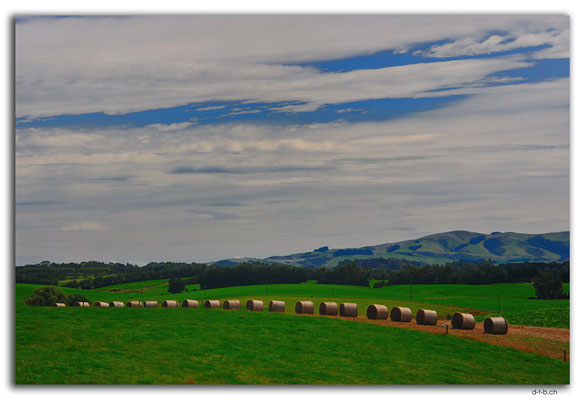NZ0826.Merino Downs