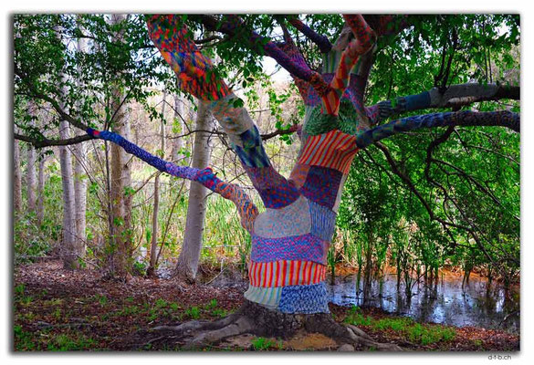 AU0737.Waroona.Bestrickter Baum