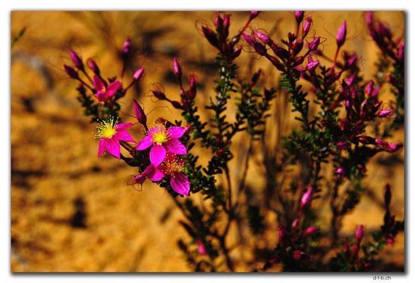 AU0428.Blume