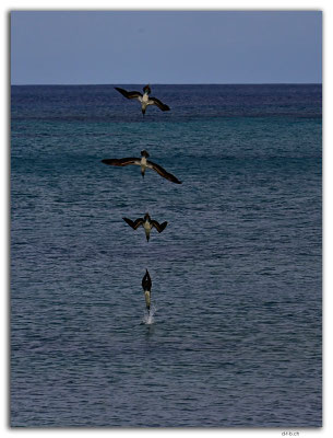 EQ0125.Floreana Island.Punta Cormorant.Blue Footed Boobie fishing