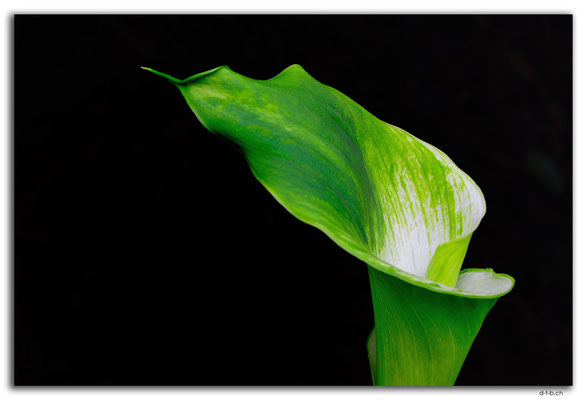 NZ0102.Kaipaia.Blume