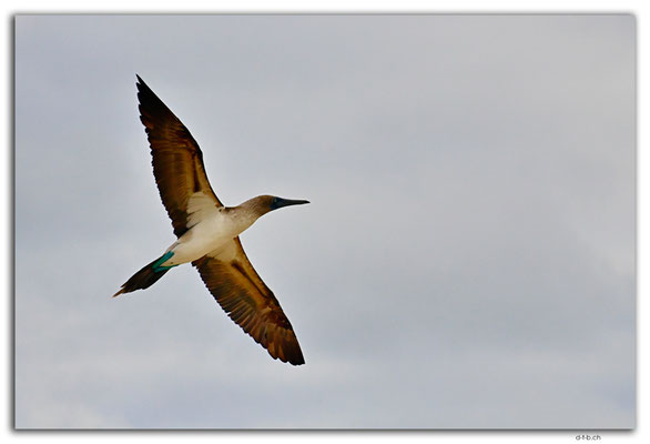 EQ0033.San Cristobal.Puerto Chino.Blue footed Boobie