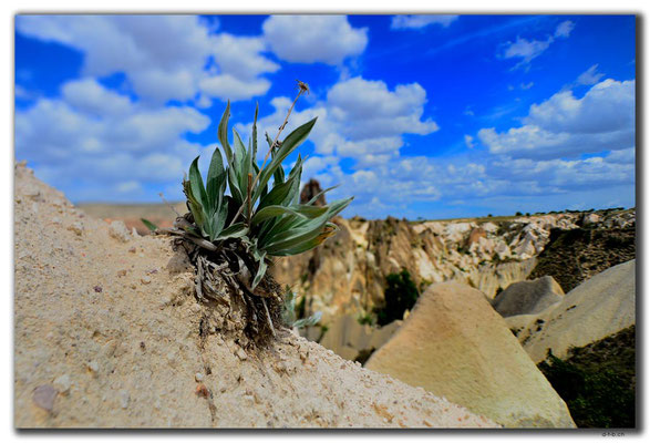 TR0747.Göreme.Blume