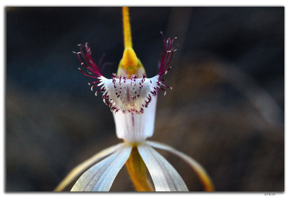 AU0536.White Spider Orchid
