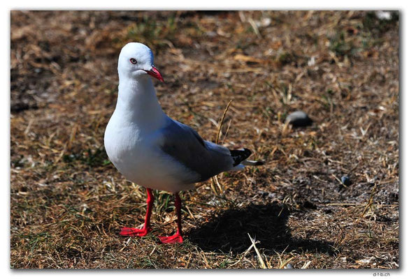 NZ0710.Paia Point.Red billed Gull