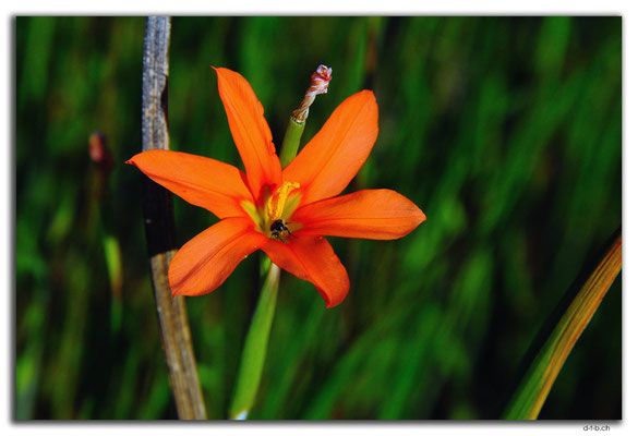 AU0635.Muchea.Südafrikanische Blume