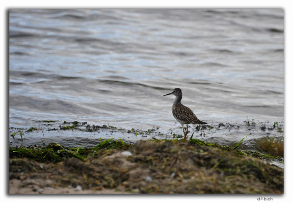 CA0579.Bird at Sturgeon Lake