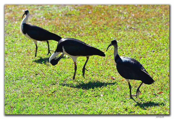 AU0061.Darwin.Ibis