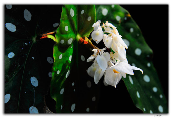 CA0801.Edmonton.Muttart Conservatory