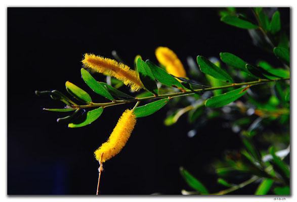 AU0167.Mirima N.P.Wattle-Acacia