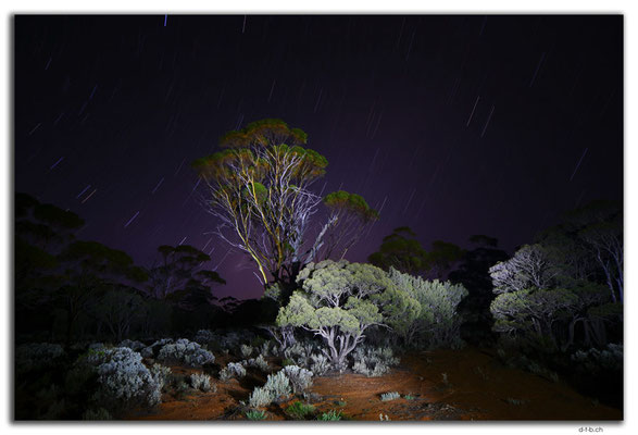 AU0892.Ten Mile Rock.Gumtrees