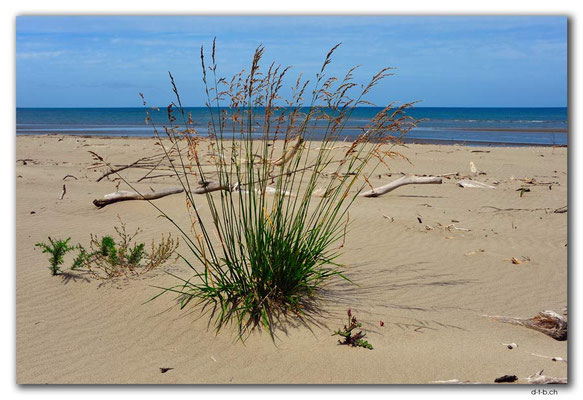 NZ0598.Milnthorpe Beach