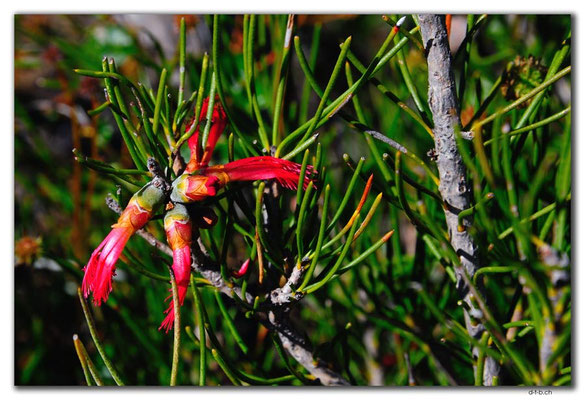 AU0430.Paintbrush