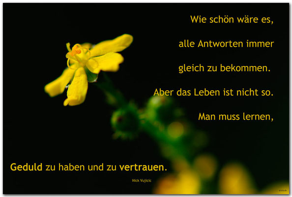 S0230.Jüchen.Blume. Text: Nick Vujicic