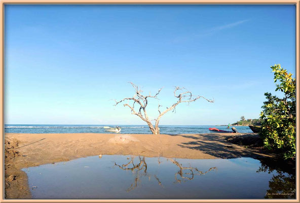 JM100.Buttonwood Tree.Treasure Beach