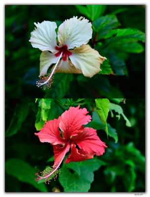 VT0106.Tanna.Hibiscus