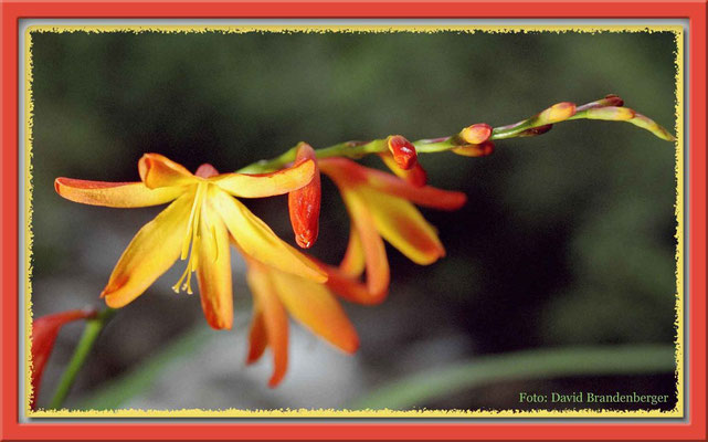 53.Cosmea,Peulla,Chile