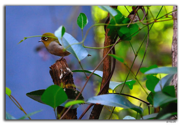 AU0751.Bridgetown.Wren