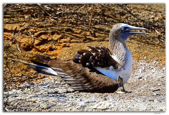 EQ0138.Floreana Island.Punta Cormorant.Blue Footed Boobies