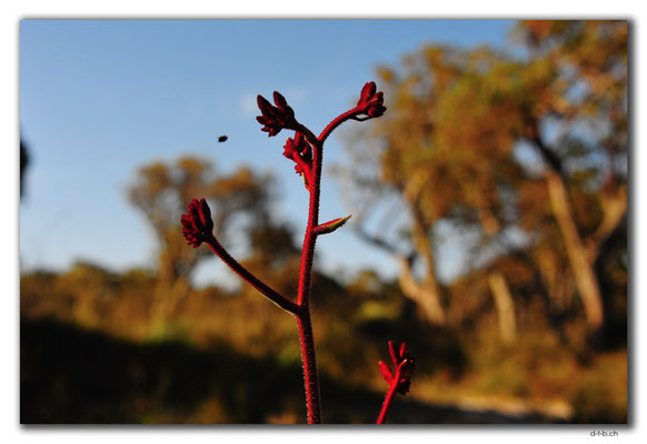 AU0827.Green Range.Kangaroo Paw