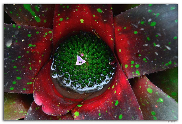 ID0179.Bedugul.Bot.Garten.Kaktusblüte