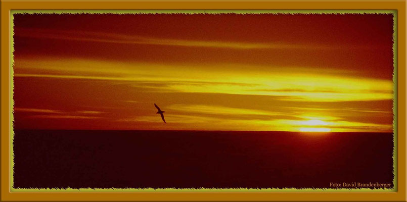 117.Scotia Sea mit Albatros