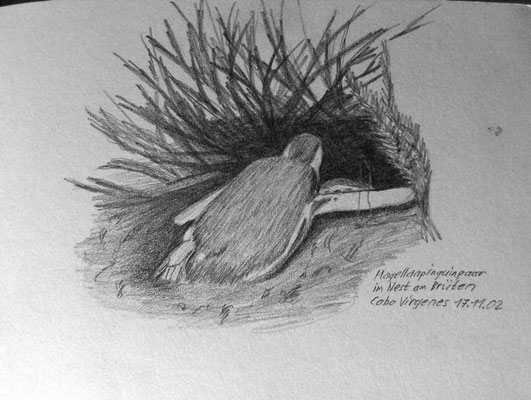 009.Skizze, Magellanpinguinpaar im Nest am Brüten, Cabo Virgenes /Argentinien