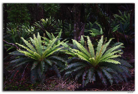NZ0875.Stewart Island.Rakiura Track.North Arm.Fern