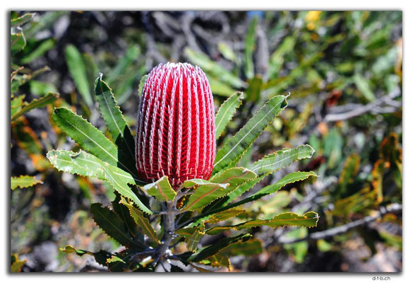 AU0548.Banksia