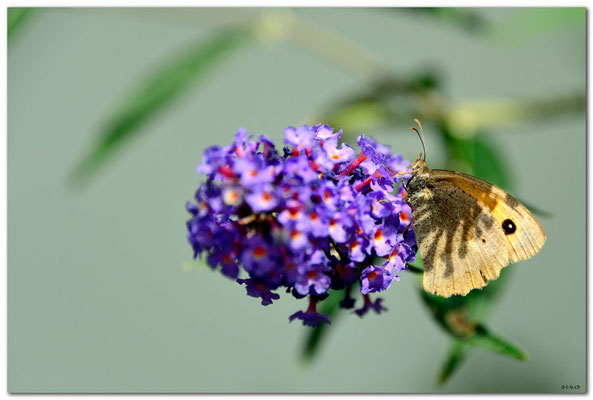 DE062.Amrum.Nebel.Schmetterling