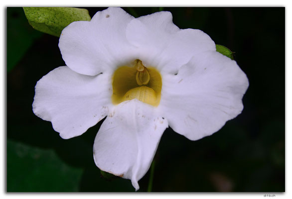 ID0070.Ubud.Blume