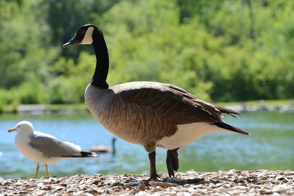 CA0358 Niagara Falls Canada Goose