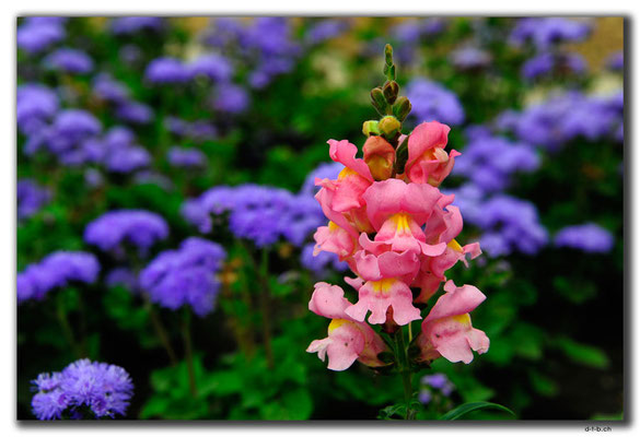 AM006.Yerevan.Orchidee