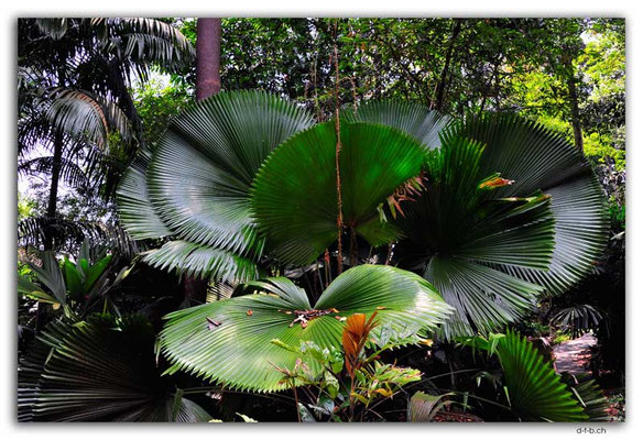 SIN0093.Botanical Garden