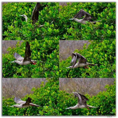 EQ0222.Genovesa Island.Red footed Boobie