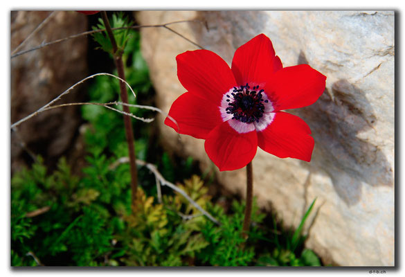 TR0085.Sart.Mohn