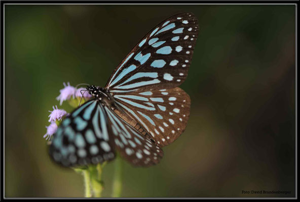 C2695 Hong Kong Victoria Peak Ceylon Blue Glossy Tiger