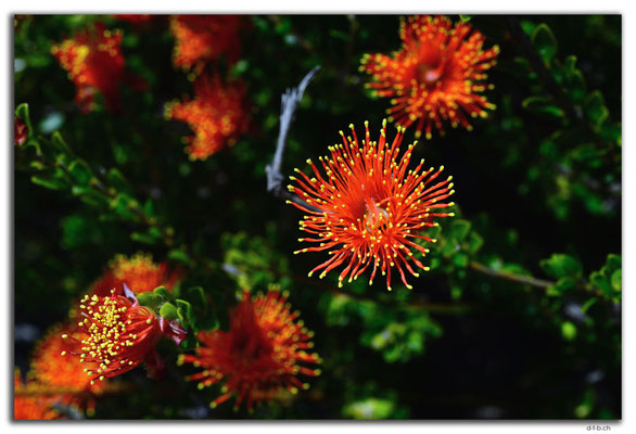 AU0614.Nilgen N.R.Blume