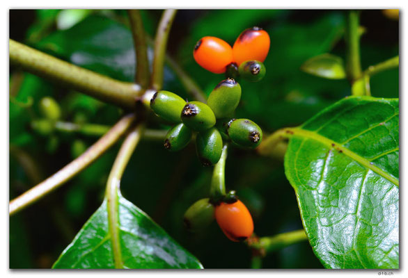 NZ0851.Stewart Island.Oban.Bush fruits