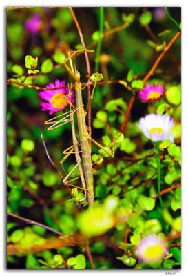 NZ0467.Wellington.Stick insect