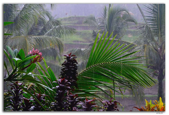 ID0088.Tegallalang.Reisterrassen im Regen