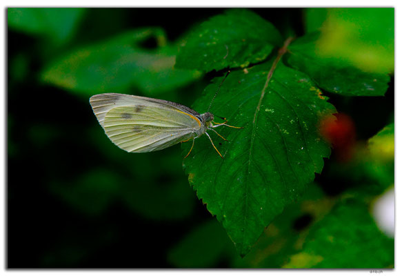 VN0043.Hanoi.Schmetterling