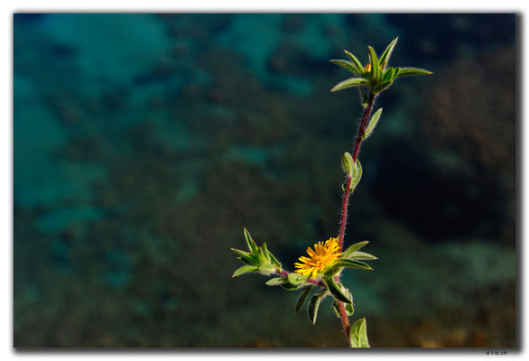 TR0502.Girne.Schloss.Blume